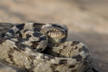 Poster - A European Cat Snake, or Soosan Snake, Telescopus fallax, curled up and staring, in Malta.