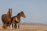Fototapeta Konie - Beautiful Wild Horses in Utah in Spring
