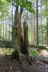 Remains of a snapped off tree