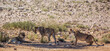 Three African lioness resting in shadow in Kgalagadi transfrontier park, South Africa; Specie panthera leo family of felidae