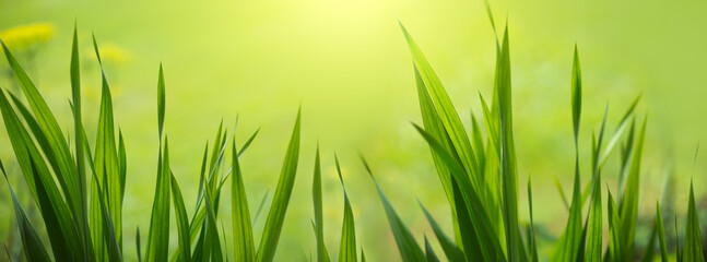 Wall Mural - bright green grass field with sunlight bokeh background
