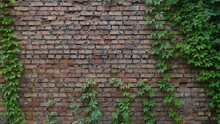 Ivy Partially Covers The Brick Wall. Red Brick Building Wall. Space For Text. Background, Texture
