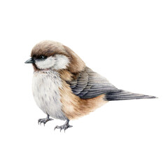 little titmouse bird watercolor illustration. hand drawn realistic europe song bird. small chickadee