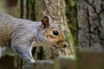 Wall Mural - Selective focus shot of a squirrel outdoors during daylight