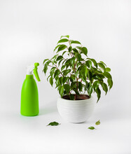 Potted Ficus Benjamina Plant And Green Spray Bottle On White Background