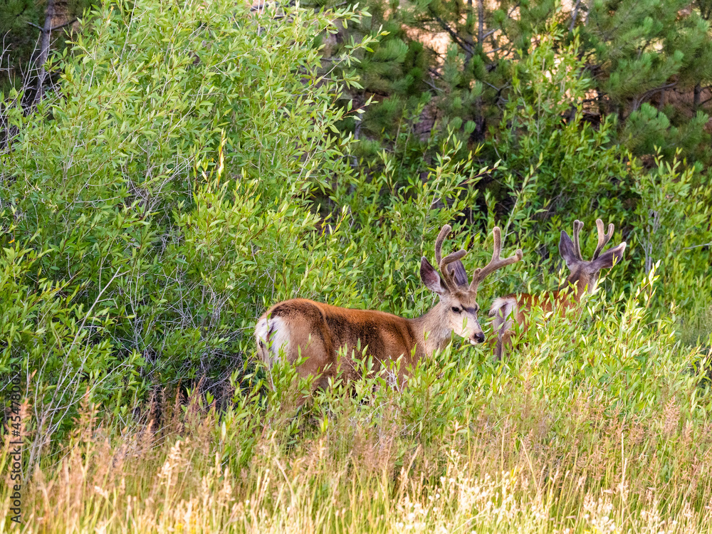 Large male mule deer buck with head turned showing off his large rack ...