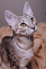 Wall Mural - Vertical shot of a gray cat looking at something against a blurred background