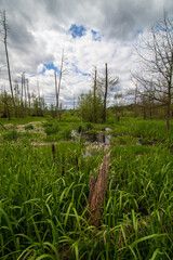 Wall Mural - swamps in spring