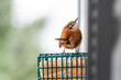 One single brown carolina wren bird closeup with texture of feathers perching on hanging suet cake feeder cage by window in Virginia funny looking at camera