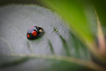 Selective Focus Shot Of A Ladybug On A Green Leaf Under Spotlight