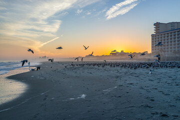 Wall Mural - Colorful sunset at Myrtle Beach city by Atlantic ocean with people feeding many flocks of seagulls in flight flying near shore coast by condo apartment buildings in South Carolina resort town