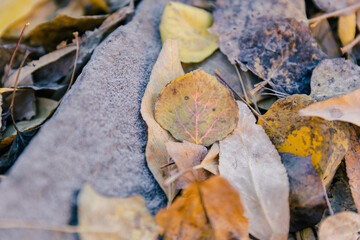 Foliage on the ground changing from colorful to brown. Seasonal change causing leaves to fall.