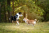 Fototapeta  - Dwa psy: entlebucher i corgi podczas zabaey