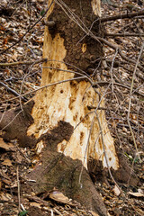 Wall Mural - Holes in the trunk of a tree after the impact of a woodpecker bird.