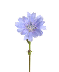 Beautiful chicory plant with light blue flower isolated on white