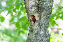 The Red-headed Woodpecker In The Park