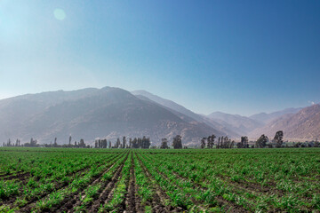 Montañas a lo lejos, pasto verde, chacra, paisaje, luz de día, sol, hermoso paisaje, montañas grandes, árboles, siembra, cerros, cielo