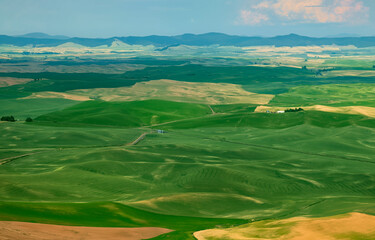 Wall Mural - Palouse, Wheat fields , WA