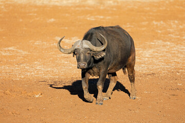 Wall Mural - an african buffalo bull (syncerus caffer) in natural habitat, mokala national park, south africa.