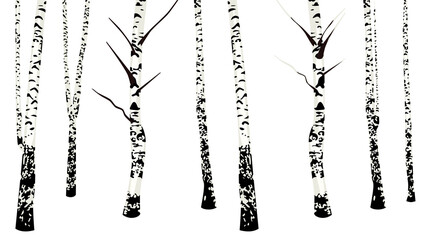 Wall Mural - Birch trees no leaves