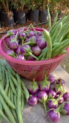 Sticker - Close up of purple eggplant and green beans in a plastic container in the garden