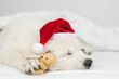 Cute White Swiss shepherd puppy wearing  red christmas hat sleeps with favorite toy bear under white warm blanket on a bed at home