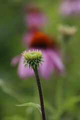 Sticker - Young coneflower