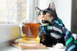 A domestic cat with a scarf and tea . Autumn. September, October, November. The cold season. A new season.