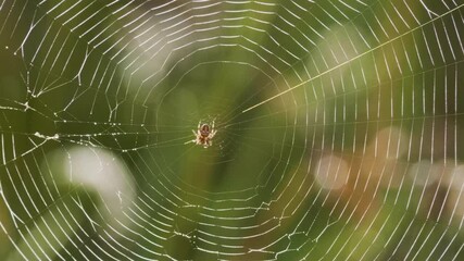 Spider web on the green grass, summer day time
