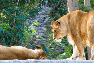 Wild African lion in nature.