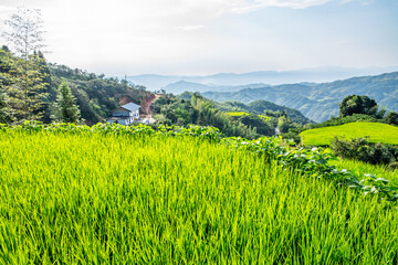 Wall Mural - Alpine terraced rice field in Yanling County, Hunan Province, China