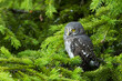 Small Eurasian pygmy owl, Glaucidium passerinum chick sitting on an European spruce branch in Estonian boreal forest. 