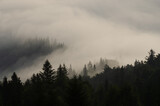Fototapeta Las - fog in the mountains