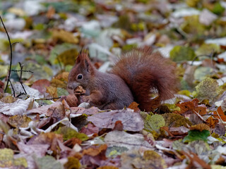 Sticker - Closeup view of a cute tiny black squirrel eating a nut in its hands on the ground with leaves