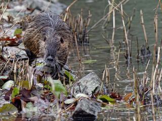 Poster - Closeup view of a cute tiny otter near the water in the forest on the grass