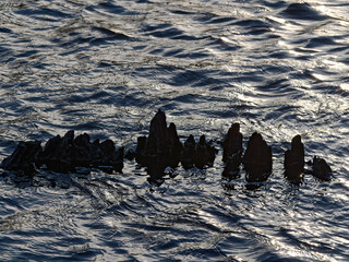 Wall Mural - Closeup view of a group of birds on the surface of the water in the forest