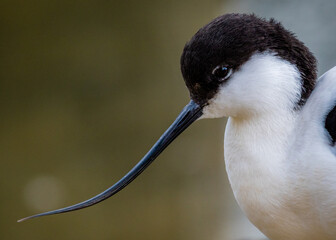 Sticker - Closeup view of a cute tiny white and black bird with a long beak on  a blurry background