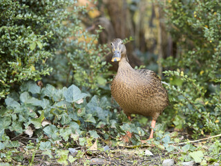 Sticker - Portrait of a wild duck in the grass