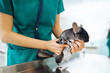 Chinchilla at veterinary - Veterinarian holding chinchilla and examining her in clinic.