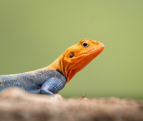 Wall Mural - Closeup view of a lizard with an orange head on a blurry background