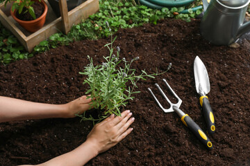 Wall Mural - Woman transplanting beautiful lavender flower into soil in garden, above view