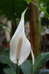 Wall Mural - beautiful white Spathiphyllum flower close up