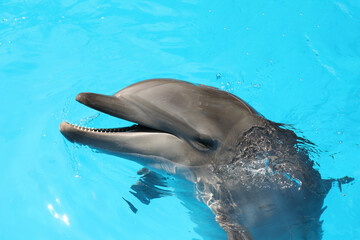 Wall Mural - Dolphin swimming in pool at marine mammal park