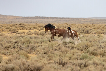Wall Mural - Wild Mustangs at McCullough peak Wild horse Management Area