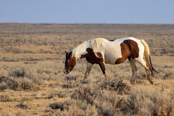 Wall Mural - Wild Mustangs at McCullough peak Wild horse Management Area