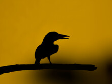 Silhouette Of A Bird