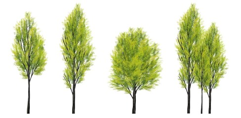 Wall Mural - collection of abstract watercolor tree side view isolated on white background for landscape and arch