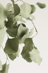 Wall Mural - Dry eucalyptus leaves branches on white background .Floral card.poster