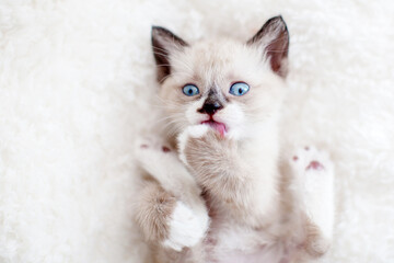 Wall Mural - Kitten relax lies on white soft blanket