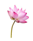 Fototapeta Tulipany - Lotus flower isolated on white background. Nature concept For advertising design and assembly. File contains with clipping path so easy to work.